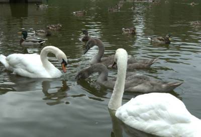 Биолог показал, как подросшие лебедята плавают с родителями в пруду Петербурга