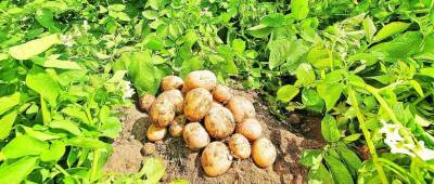 Селекционеры из Новосибирска вывели новые сорта картофеля
