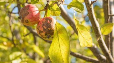 Как определить и вылечить паршу на яблоне