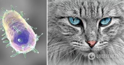 Легочная чума – женщина в США заразилась от кошек – что это за болезнь, симптомы, как передается