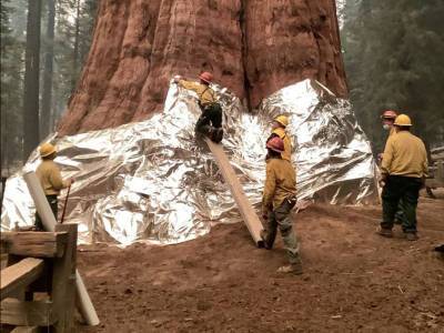 Пожарные пытаются спасти от огня самое большое дерево в мире
