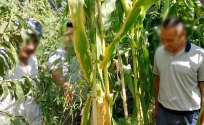 В столичной области Узбекистана поймали фермера, организовавшего плантацию конопли