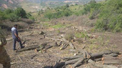 Генпрокуратура возбудила уголовное дело по факту вырубки около 700 деревьев в курортной зоне "Амирсай"