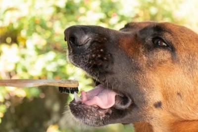 Кокосовое масло для вашей собаки: 5 вариантов пользы
