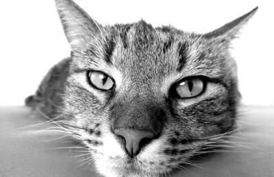 «В конце психанула»: уставшая от котят кошка рассмешила Сеть до слез