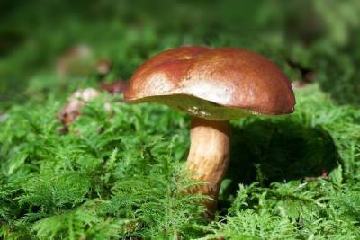 Миколог назвала грибы, которые будут расти до конца ноября в Новосибирске