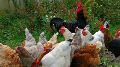 В России запретили разводить домашних птиц на садовых участках