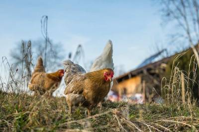 Верховный суд признал незаконным разведение россиянами домашних птиц на садовых участках