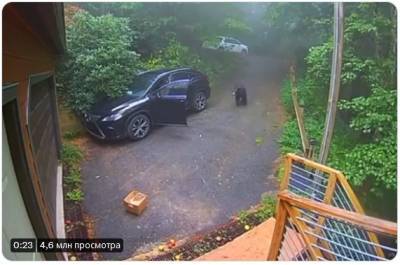 Курьез: медведь нашел открытую машину и тут же забрался в салон (ВИДЕО)