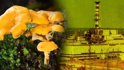 35 лет после взрыва на ЧАЭС: грибы в Европе все еще содержат высокий уровень радиации
