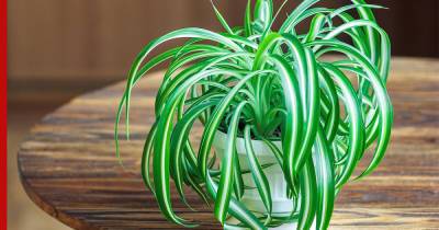 Улучшают воздух дома: 5 растений, выделяющих больше всего кислорода