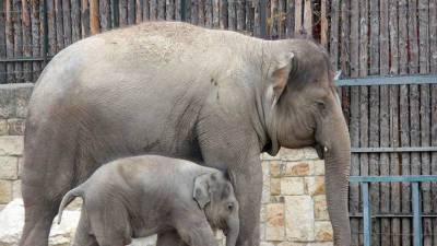 Ученые доказали, что наличие старших сестер положительно влияет на слонят
