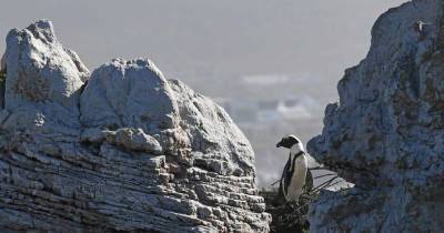 Пчелы до смерти искусали десятки пингвинов в ЮАР