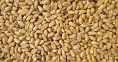 В Госрезерве критически низкие запасы зерна