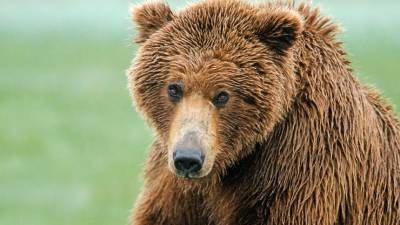 Медведь разорвал палатки туристов в кемпинге в Красной поляне в Сочи