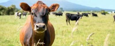 В Новой Зеландии коров научили ходить в туалет, чтобы снизить выбросы парниковых газов