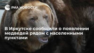 Полиция предупредила, что медведи выходят к населенным пунктам недалеко от Иркутска
