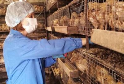 Более 5,6 тыс. исследований на птичий грипп провели ветеринары Ленобласти с начала года