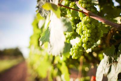 На Дону собрали уже более 700 тонн винограда