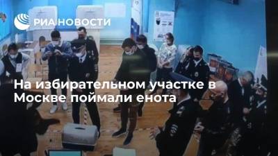 На избирательном участке в Москве семь минут ловили енота