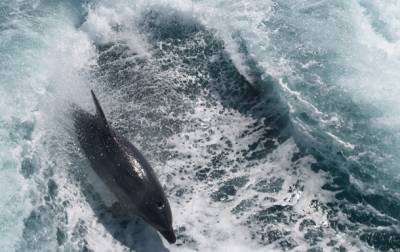 На берег Азовского моря выбросило мертвых дельфинов