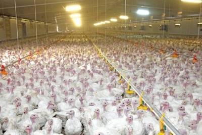 Тамбовская область вошла в тройку лидеров России по производству мяса птицы