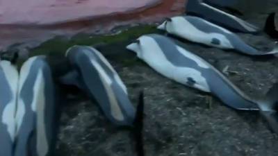 Небывалая бойня на Фарерах: охотники убили полторы тысячи дельфинов