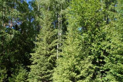 Каждое третье дерево в лесах Пермского края ель