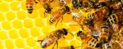 Пчеловоды Башкирии получат компенсацию за массовую гибель пчел из-за химической обработки - runews24.ru - Башкирия - Ufa
