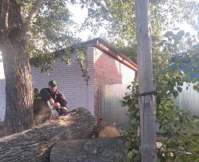 В Ульяновске за неделю снесли более 150 аварийных деревьев