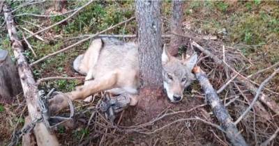 В лесу под Сыктывкаром молодая волчица попалась в капкан