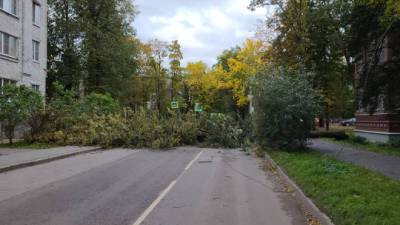 Фото: На Гатчину обрушился сильный ветер — деревья завалили дороги