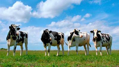 МХП Косюка в июне купил «Лубнымясо» за $1,57 млн, агрохолдинг займется производством говядины