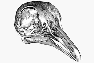 Чарльз Дарвин - Объяснено появление описанных Дарвином загадочных клювов у голубей - lenta.ru - Юта