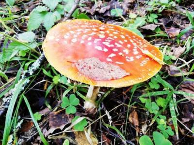 Пожилую дачницу, которая ушла за грибами 10 дней назад, нашли в лесу Ленобласти мертвой