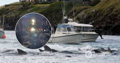 Убийство дельфинов на Фарерских островах: китобои признали свою ошибку