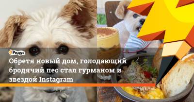Обретя новый дом, голодающий бродячий пес стал гурманом и звездой Instagram
