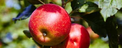 Пушкинские дачники могут сдать лишние яблоки на переработку
