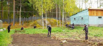 Заключенные очистили от мусора территорию туберкулезной колонии в Карелии