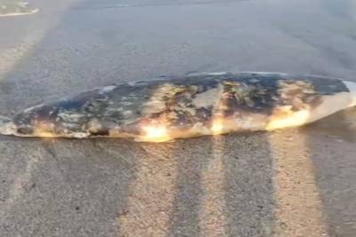На берегу моря в Дагестане нашли трех мертвых каспийских тюленей