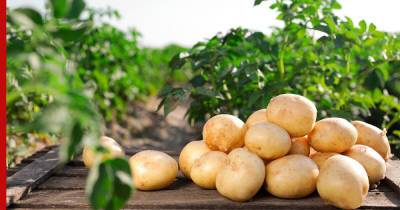 Украина стала крупнейшим экспортером картофеля в Белоруссию