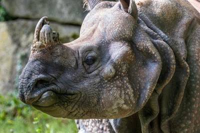 Как перевозить носорогов и лечит ли оргазм насморк: лауреаты Шнобелевской премии ответили на странные, но важные вопросы