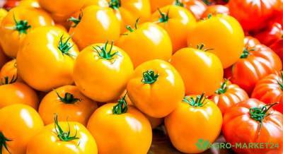 Сорта оранжевых помидор