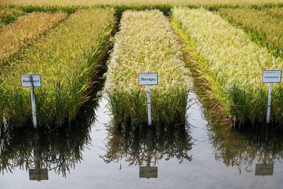 На Кубани собрали 143 тысячи тонн риса