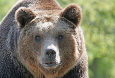 Разграбившего пасеку медведя застрелили в Новосибирской области