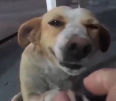 Мужчина приласкал бездомную собаку: трогательное видео