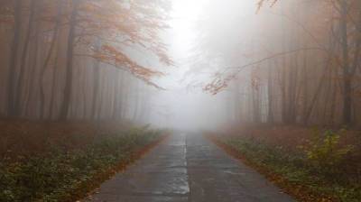 На смену затяжным дождям в Воронежскую область придёт туман