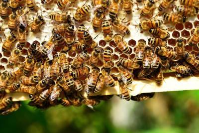 Прокуратура Мостовского района возбудила административные и уголовное дела по факту массовой гибели пчёл в муниципалитете