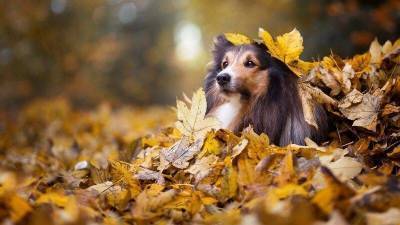 Осенние листья могут быть опасны для собак