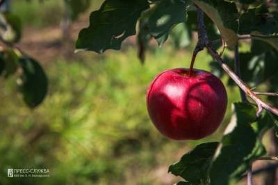 В Крыму самый большой университетский сад дал первый урожай яблок